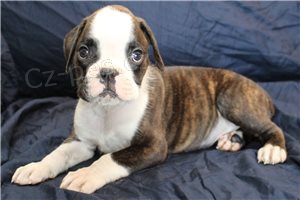 Kr�sn� boxersk� �t���tka.