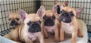 Kvalitn� �t��ata francouzsk�ho buldo�ka.