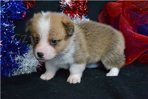 Pembroke Welsh Corgi �t��ata.