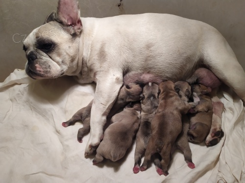 Francouzsk� buldo�ek s PP