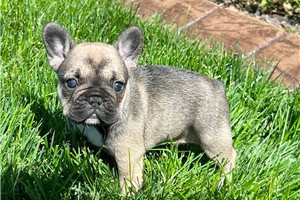 �t��ata francouzsk�ho buldo�ka.