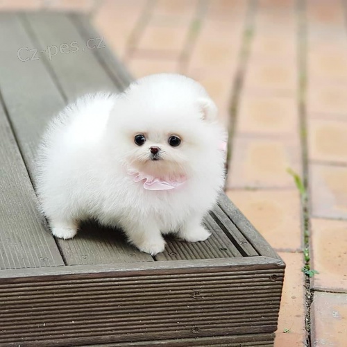 Pomeransk� �t��ata.
