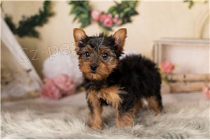 �t��ata Yorkshirsk�ho teri�ra.