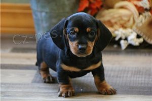 Rodokmen �t��at jezev��ka.