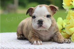 Kr�sn� �t��ata anglick�ho buldo�ka.