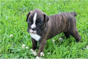 Kr�sn� boxersk� �t���tka.