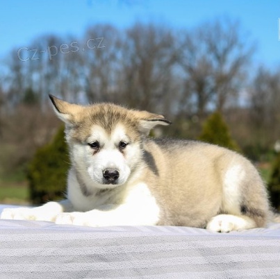 Rozko�n� �t���tka alja�sk�ho malamuta jsou p�ipravena do nov�ch rodin.