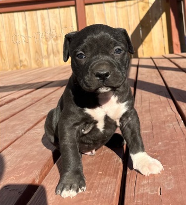 Rozko�n� �t���tka americk�ho pitbulteri�ra jsou p�ipravena do nov�ch rodin.