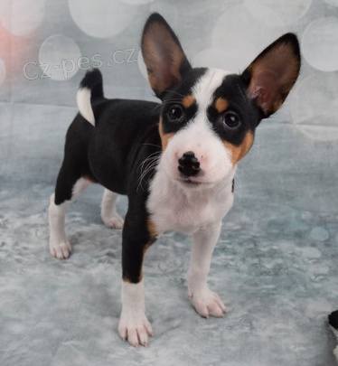 Kr�sn� �t���tka Basenji jsou p�ipravena do nov�ch rodin.