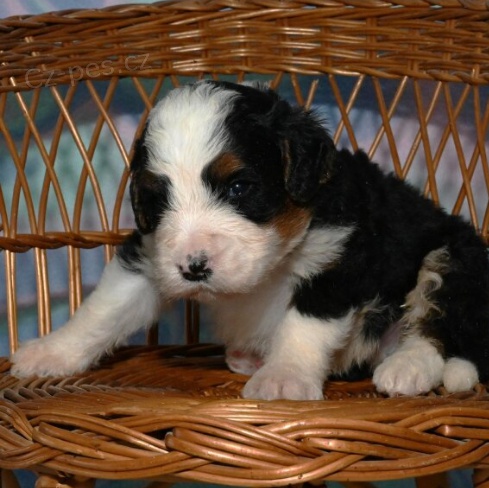 �t���tka Bernedoodle jsou p�ipravena do nov�ch rodin.