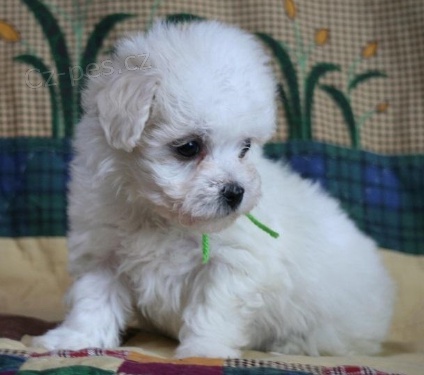 N�dhern� bolo�sk� �t���tka jsou p�ipravena do nov�ch rodin.