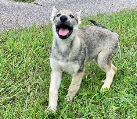 �t��ata �eskoslovensk�ho vl��ka jsou p�ipravena do nov�ch rodin.