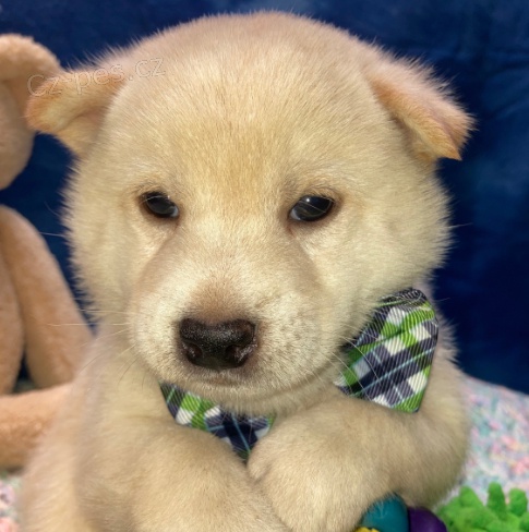 Roztomil� �t���tka Shiba Inu jsou p�ipravena k adopci.