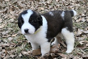 Pes & �ena St Bernard �t��ata.