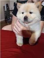 Doma Vychov�van� �t��ata Chow Chow.