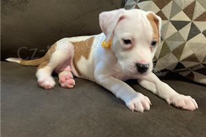 Ohromuj�c� �t��ata americk�ho pitbullteri�ra.