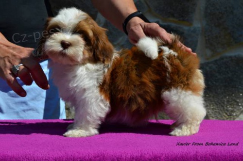 Havansk� ps�k s PP