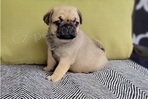 Ohromuj�c� �t��ata mopsl�k�.