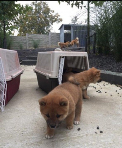 �istokrevn� mal� �t��ata Shiba Inu.