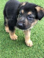 Rozko�n� �t��ata n�meck�ho ov��ka.