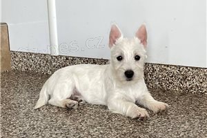 �t��ata West Highland White Terrier.