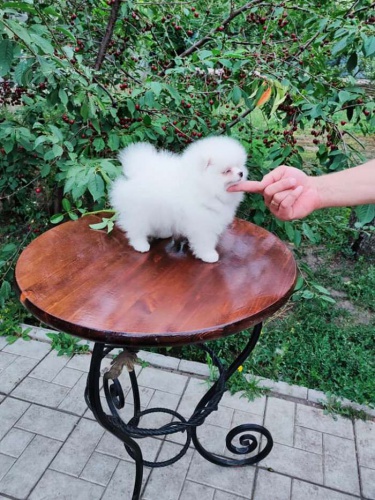 N�meck� �pic. Mini pomeranian s PP