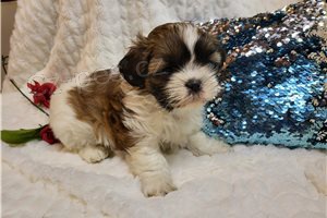 K dispozici shih Tzu �t��ata.
