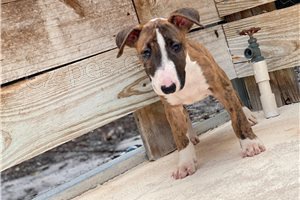 ڞasn� �t��ata b���ho teri�ra k dispozici.