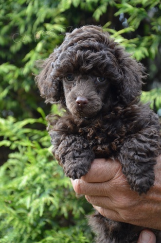 Pudl trpasli�� hn�d� s pp