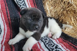 Ohromuj�c� �t��ata Akita.