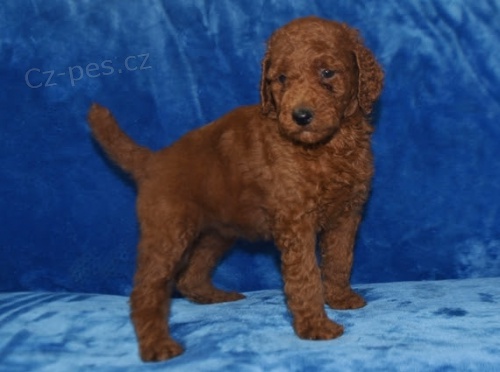 Prod�m o�kovan� �t��ata Pudla standardn�ho.