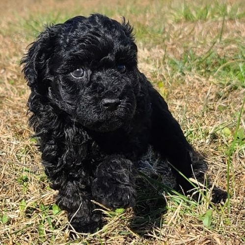 Prod�m o�kovan� a zdrav� �t��ata standardn�ho pudla (�ern�, hn�d� a b�l�).