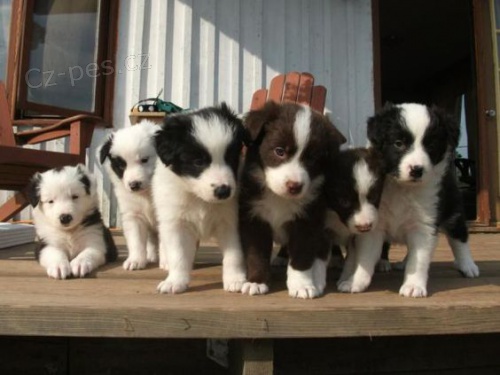 Prod�m o�kovan� a od�erven� �t��ata Border kolie