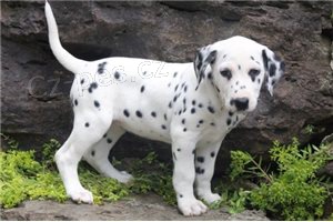 Kr�sn� dalmatsk� �t��ata.