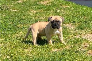 �t��ata americk�ho buldoka.