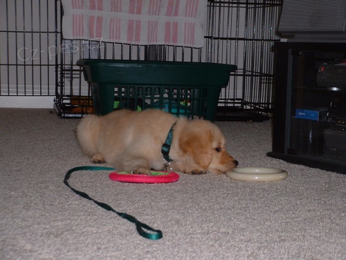 �t��ata zlat�ho retr�vra k adopci.