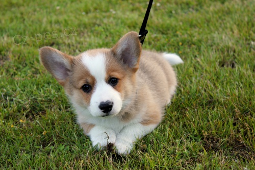 Pembroke welsh corgi �t��ata dostupn� k adopci