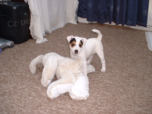 Prod�m �t��ata Jack Russell