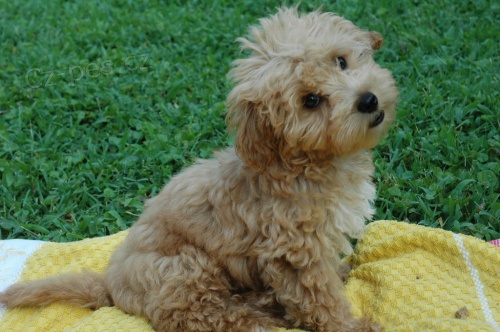 �t��ata pudla k adopci