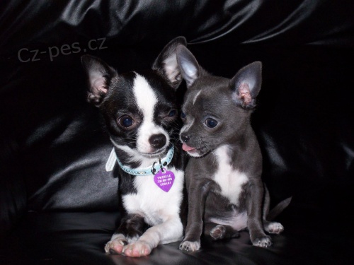 �t��ata pudla k adopci