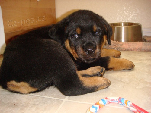 K dispozici �t��ata rotvajlera