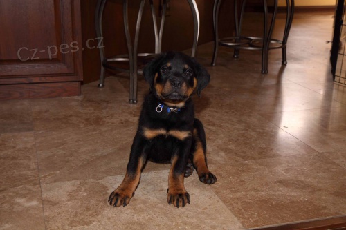 K dispozici �t��ata rotvajlera