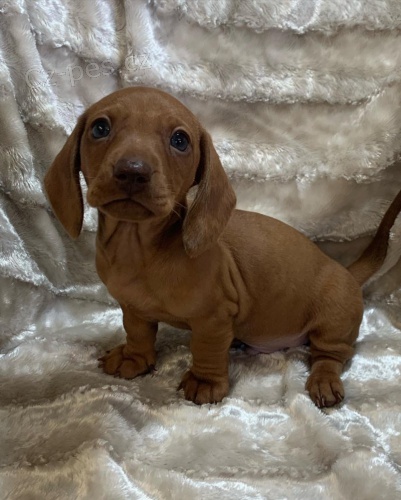 Prod�m �t��ata jezev��ka