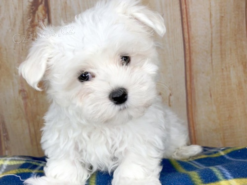 Malt�zsk� �t��ata s pr�kazem p�vodu k adopci.