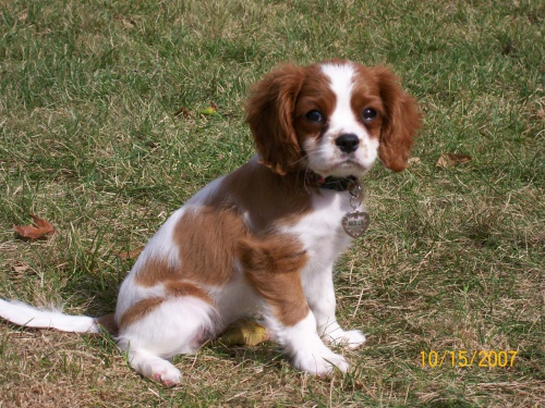 Prod�m �t��ata Cavalier King Charles.
