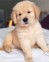 �t��ata zlat�ho retr�vra na prodej v m�m okol�