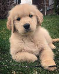 �t��ata zlat�ho retr�vra na prodej v m�m okol�