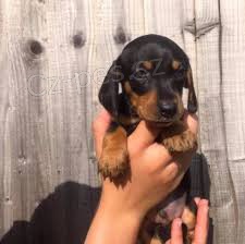 Prod�m �t��ata jezev��ka