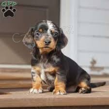 Prod�m �t��ata jezev��ka