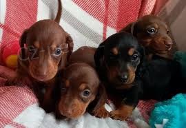 Prod�m �t��ata jezev��ka